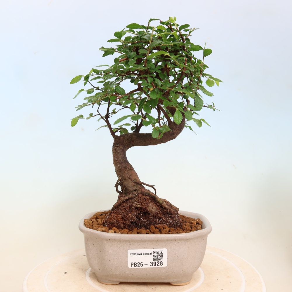 Room bonsai - Ulmus parvifolia - Small-leaved elm