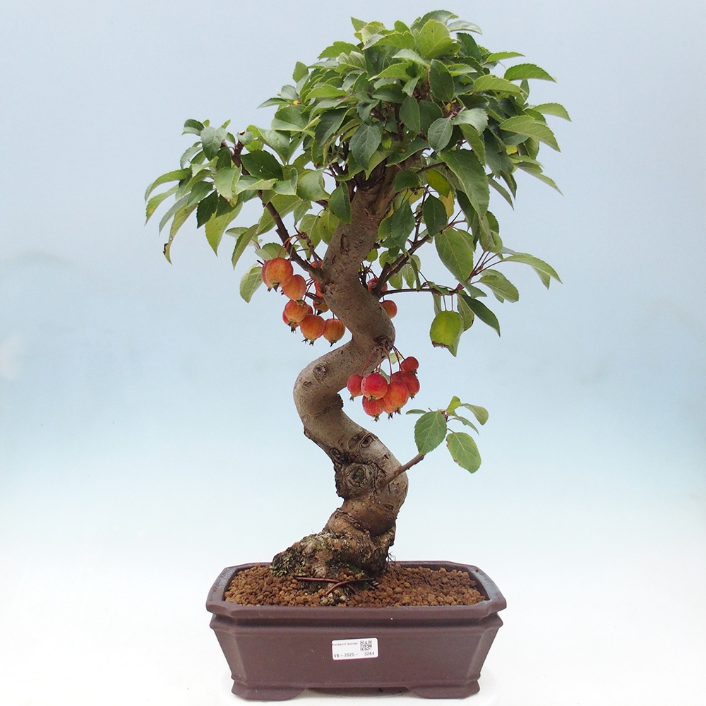 Outdoor bonsai - Malus halliana - Small-fruited apple tree