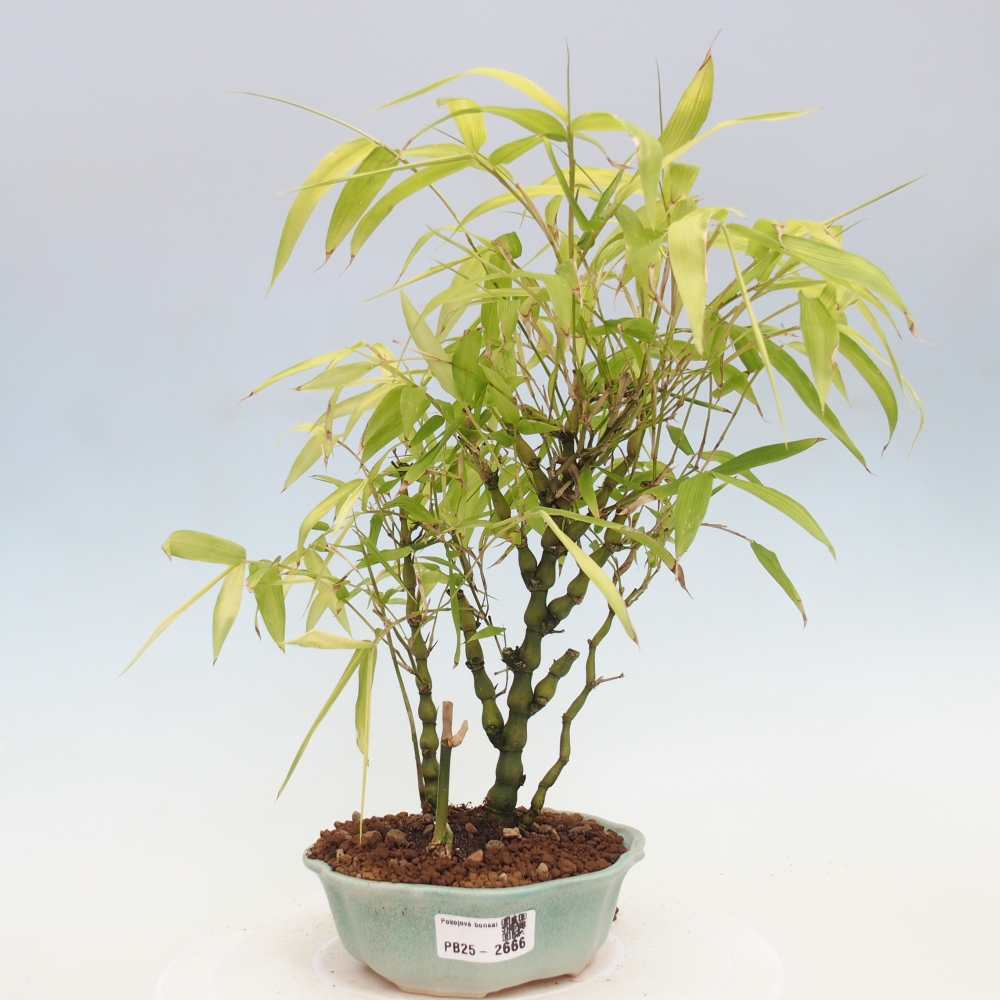 Indoor bonsai - Bamboo Buddha-Bamboo Buddha's belly