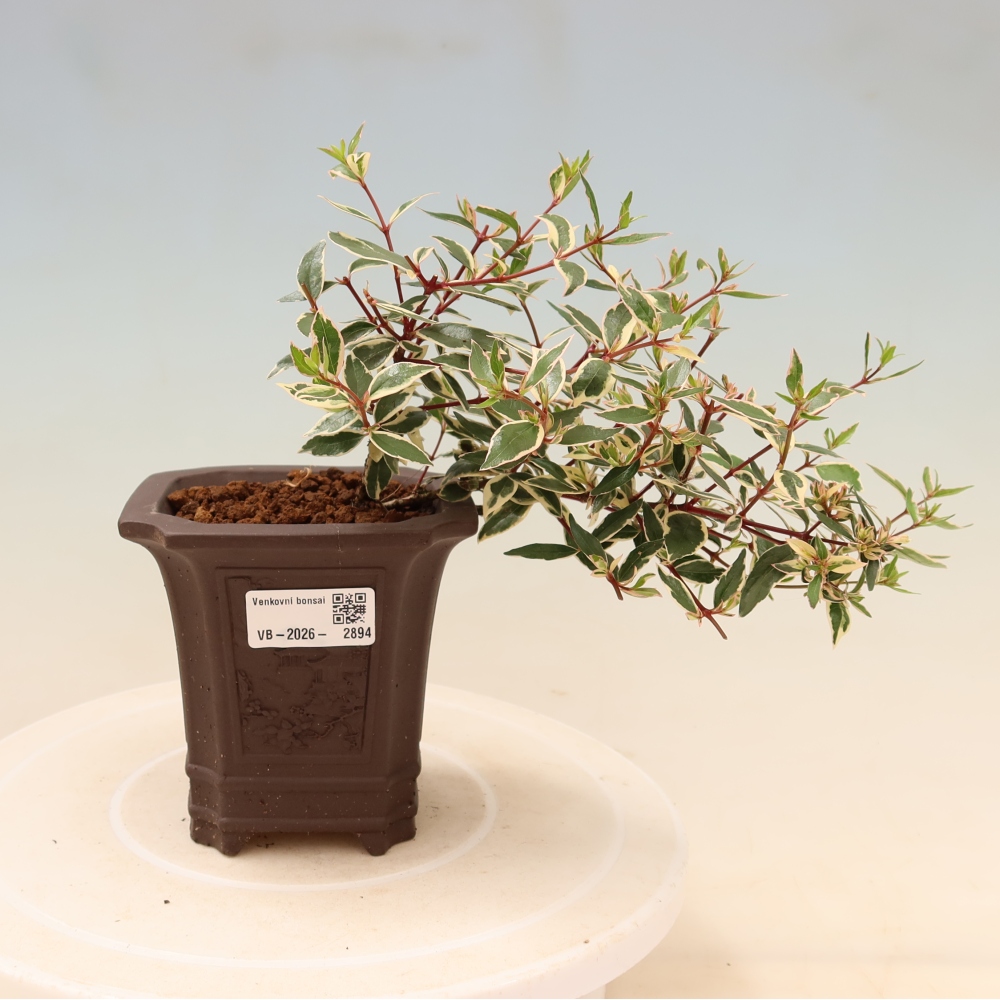 Outdoor Bonsai - Abelia gr. Confetti - Large-flowered Abelia