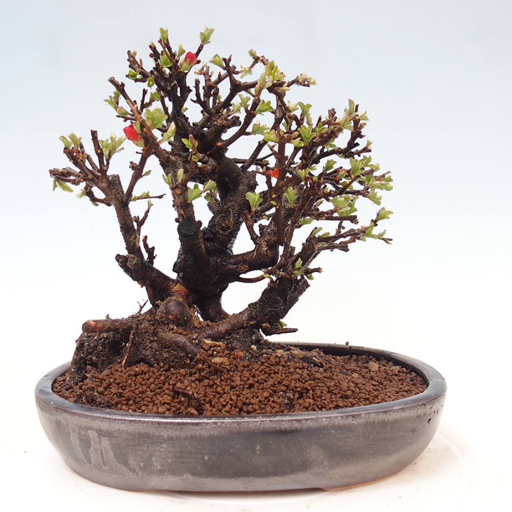 Outdoor bonsai - Chaneomeles speciosa - Quince