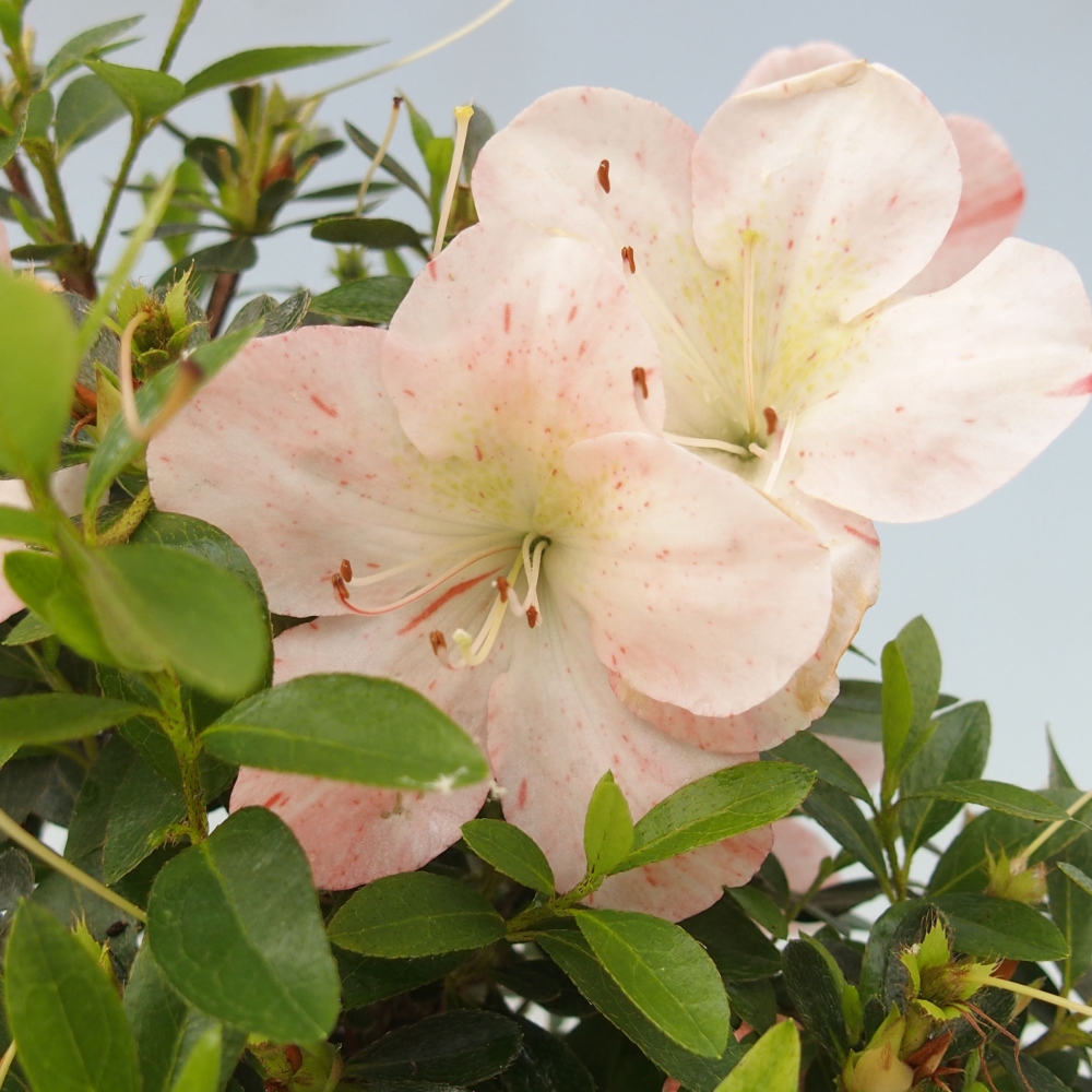 Outdoor bonsai - Japanese azalea - Azalea Asazakura