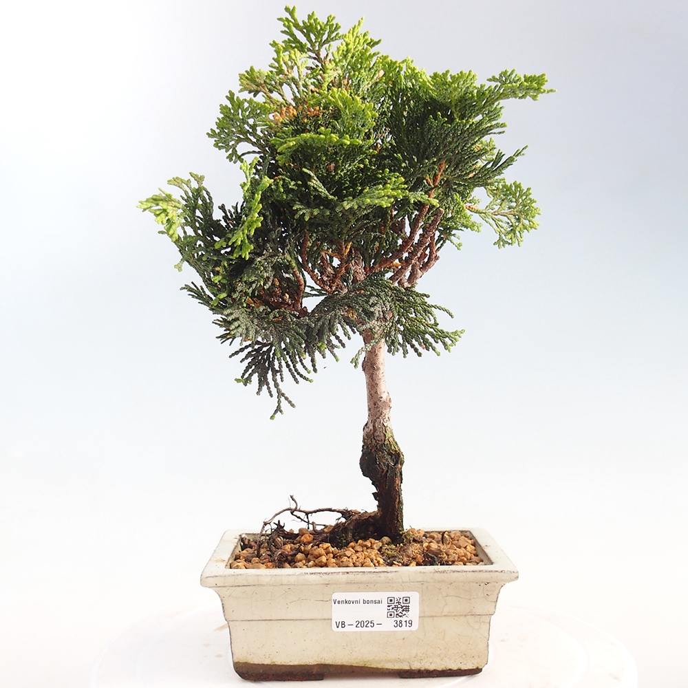 Outdoor bonsai - Cham.pis obtusa Nana Gracilis - Cypress