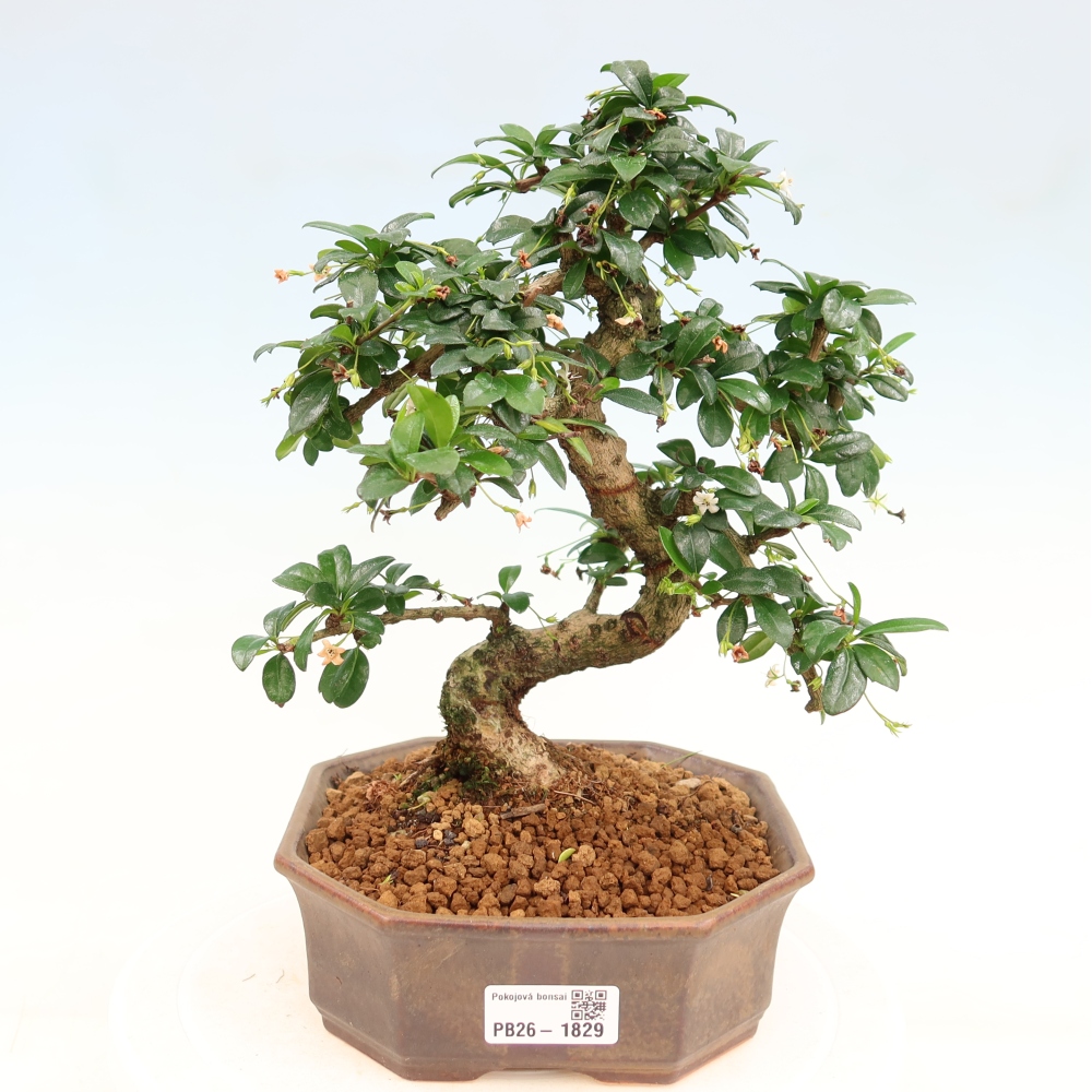 Room bonsai - Carmona macrophylla - Tea fuki