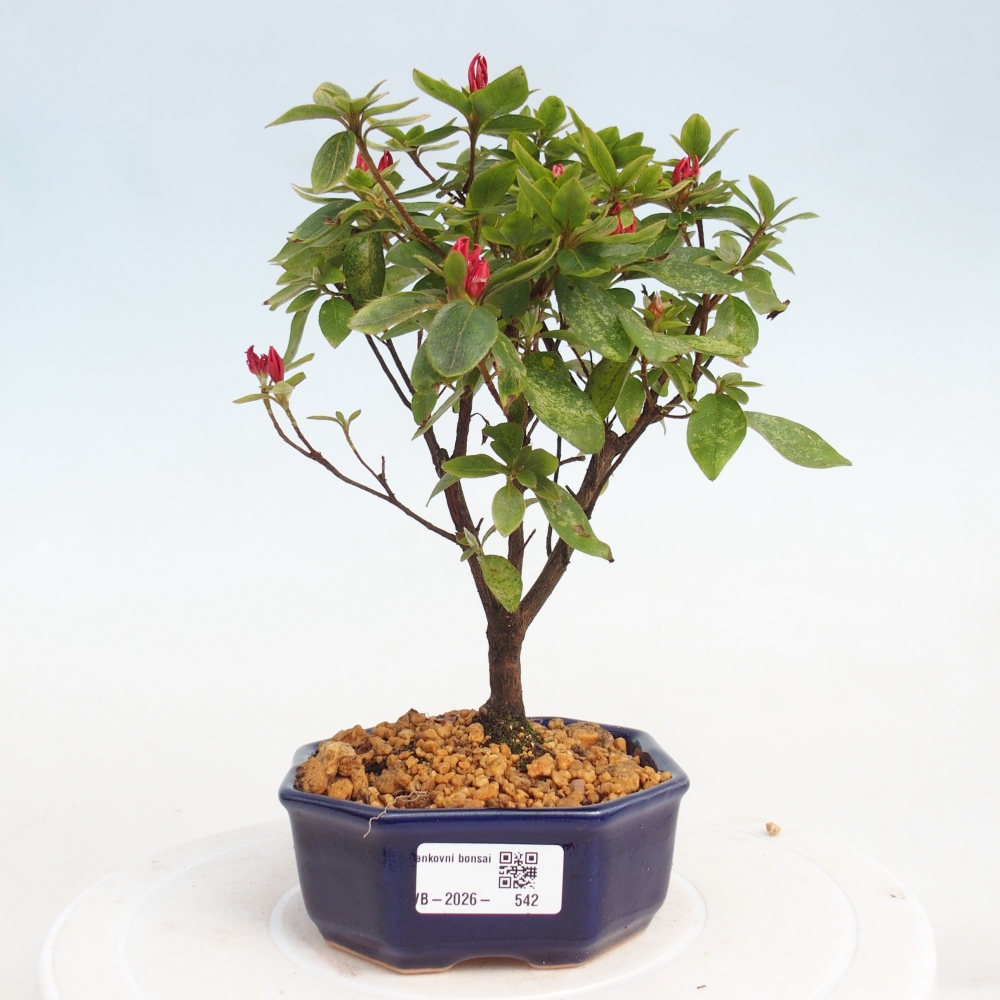 Outdoor bonsai - Japanese azalea - Azalea sp.