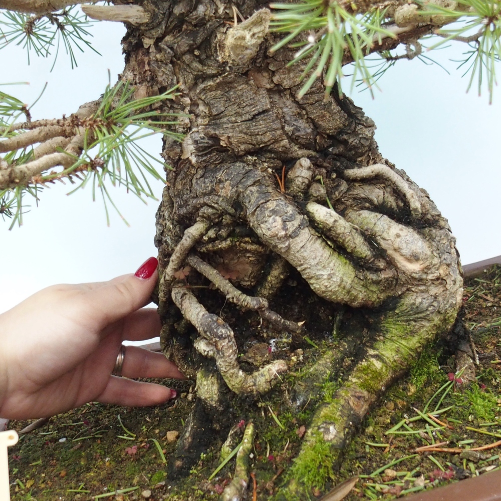 Outdoor bonsai - Pinus sylvestris - Pinus sylvestris