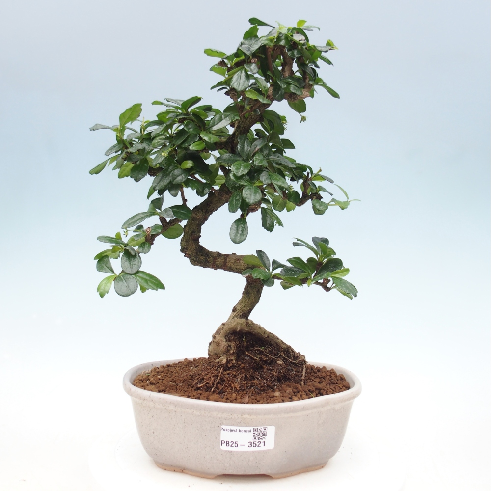 Room bonsai - Carmona macrophylla - Tea fuki