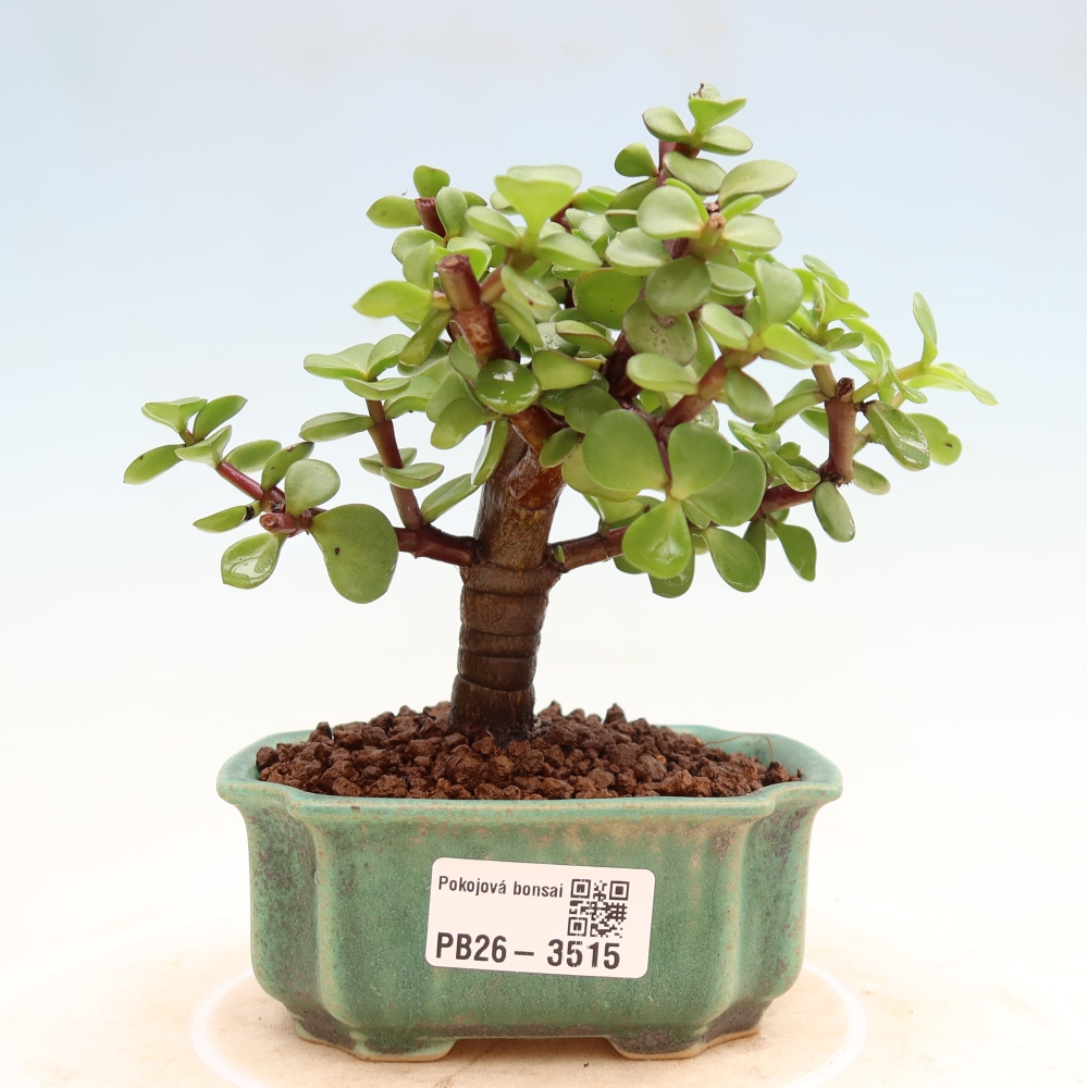 Room bonsai - Portulakaria Afra - Tlustice