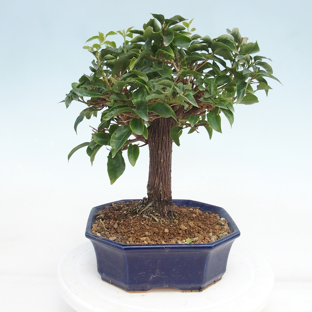 Room bonsai - Bouganwilea