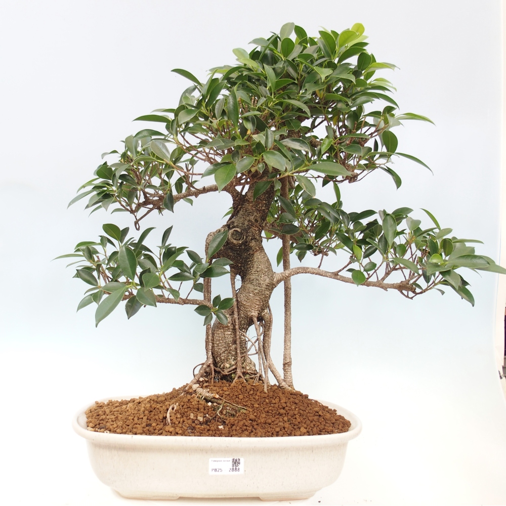 Room bonsai - Ficus kimmen - small-leaved ficus - PERSONAL COLLECTION ONLY or pallet transport