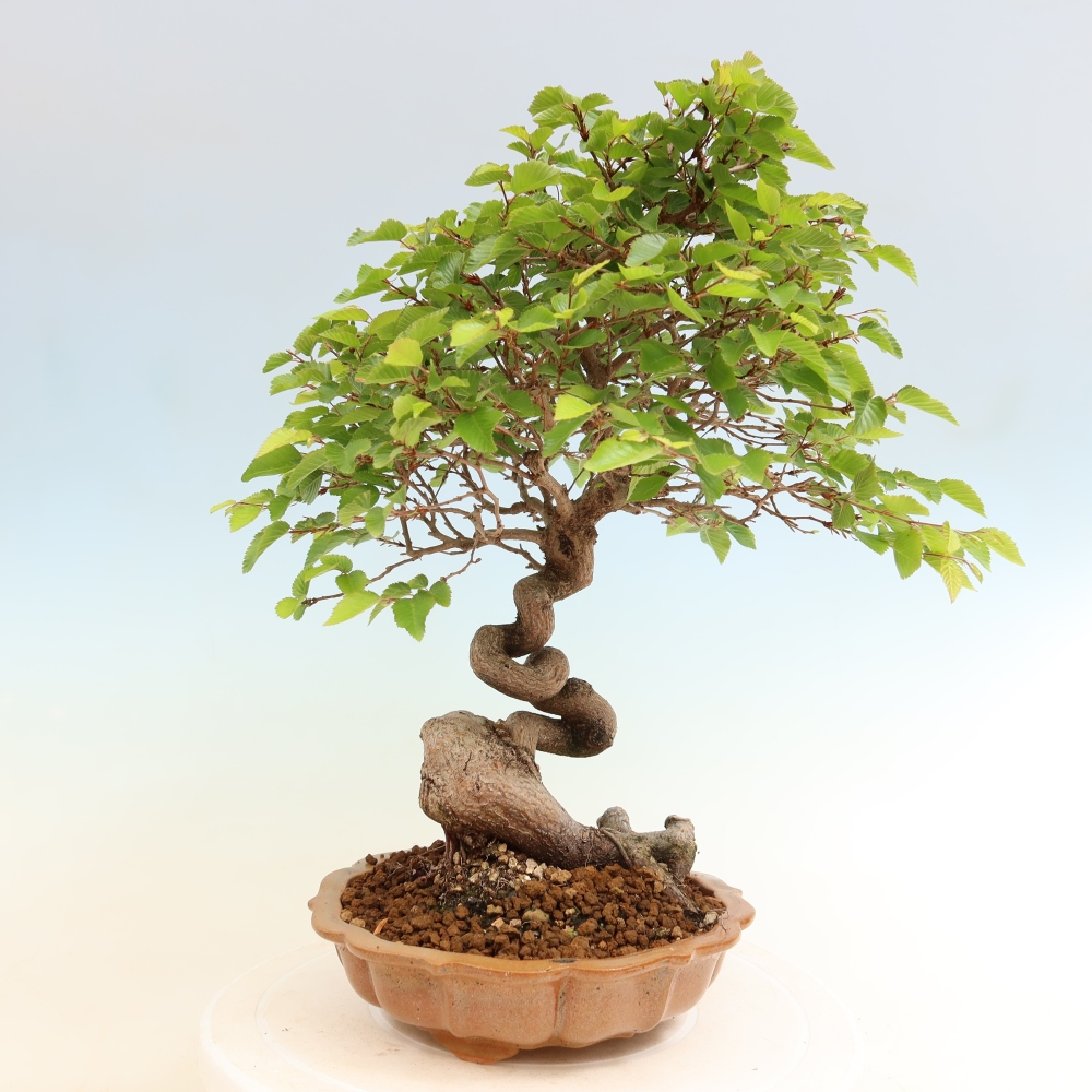 Outdoor bonsai -Carpinus coreana - Korean Hornbeam