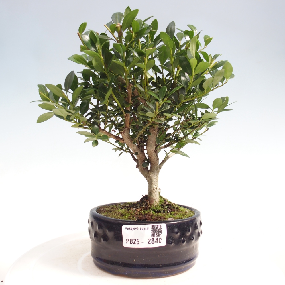 Indoor bonsai - Ilex crenata - Holly