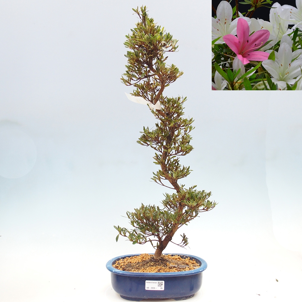 Outdoor bonsai - Japanese Azalea - Azalea Hakurin