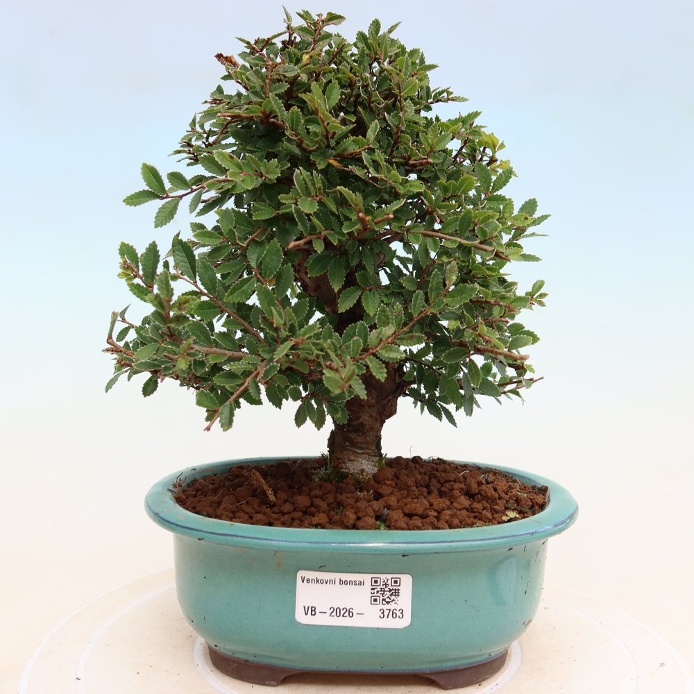 Outdoor bonsai - Zelkova - Zelkova NIRE