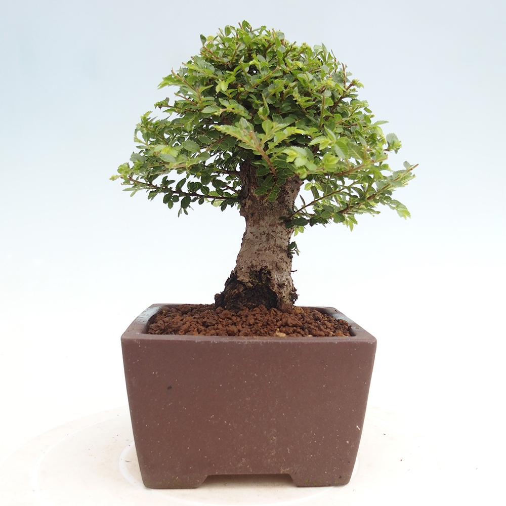 Outdoor bonsai - Ulmus parvifolia Hokkaido - Chinese elm