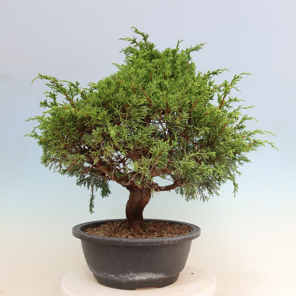 Outdoor Bonsai - Juniperus chinensis Itoigawa - Chinese Juniper