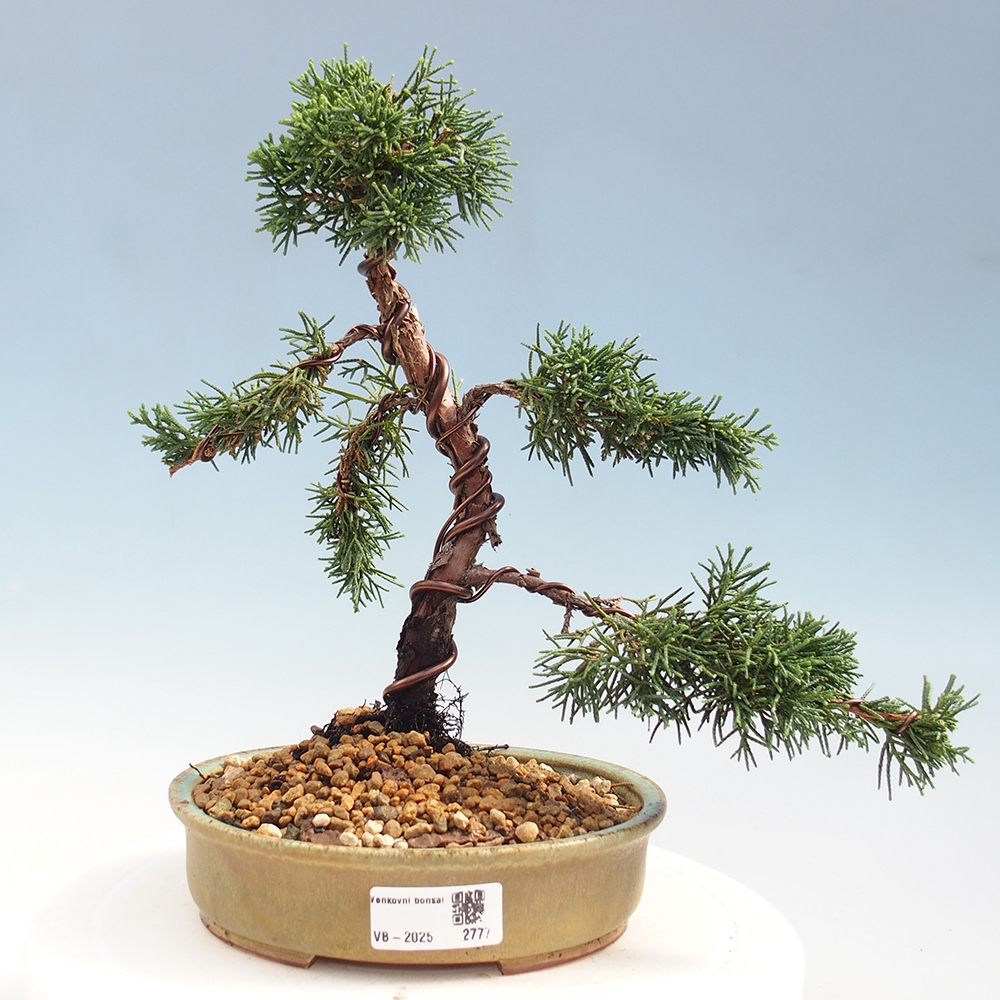 Outdoor bonsai - Juniperus chinensis Kishu - Chinese Juniper