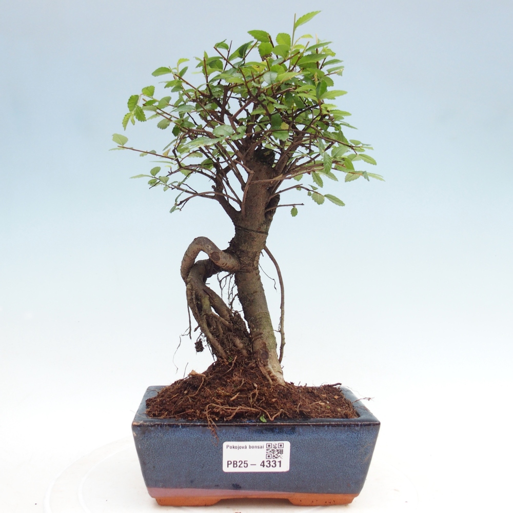 Room bonsai - Ulmus parvifolia - Small-leaved elm