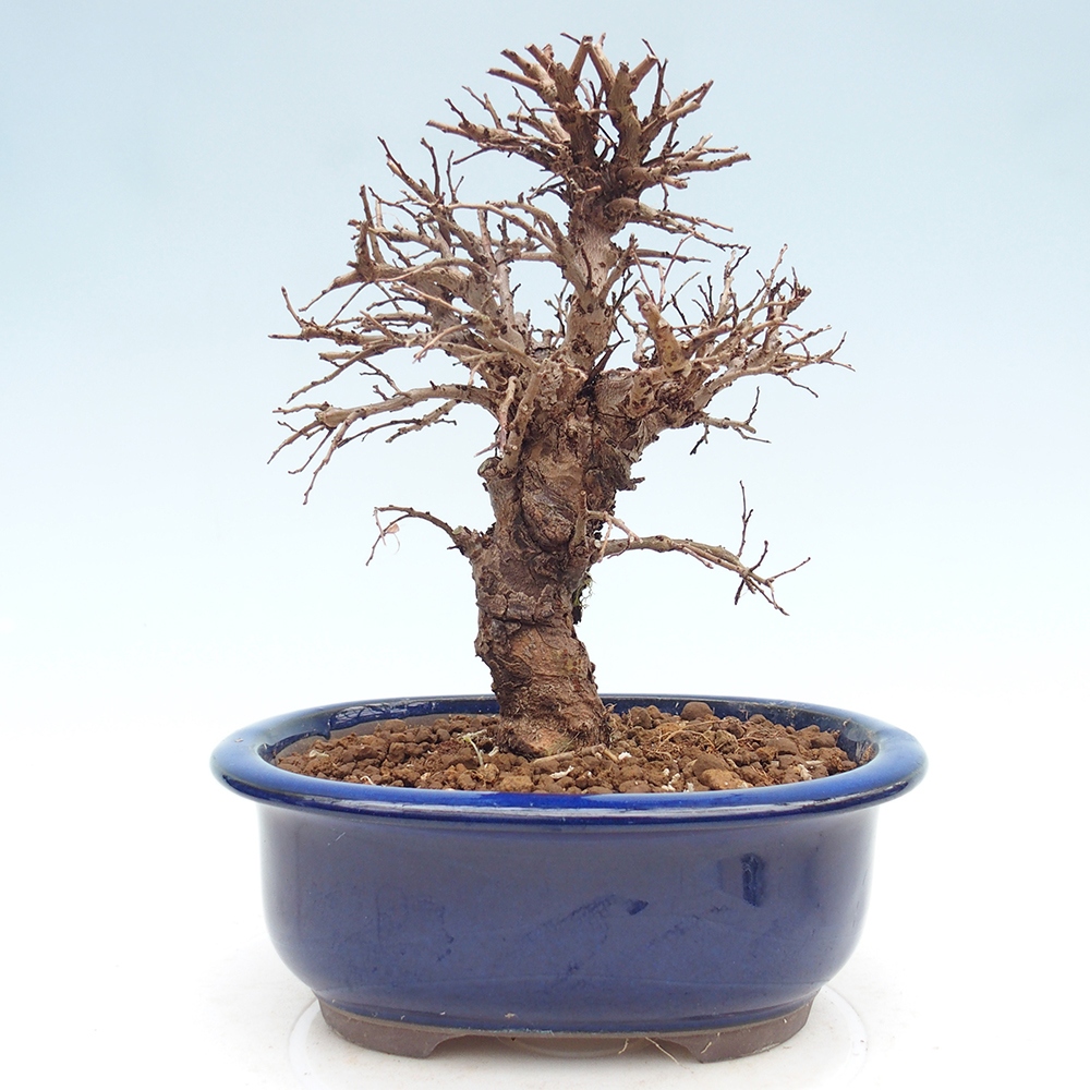 Outdoor bonsai - Zelkova - Zelkova NIRE