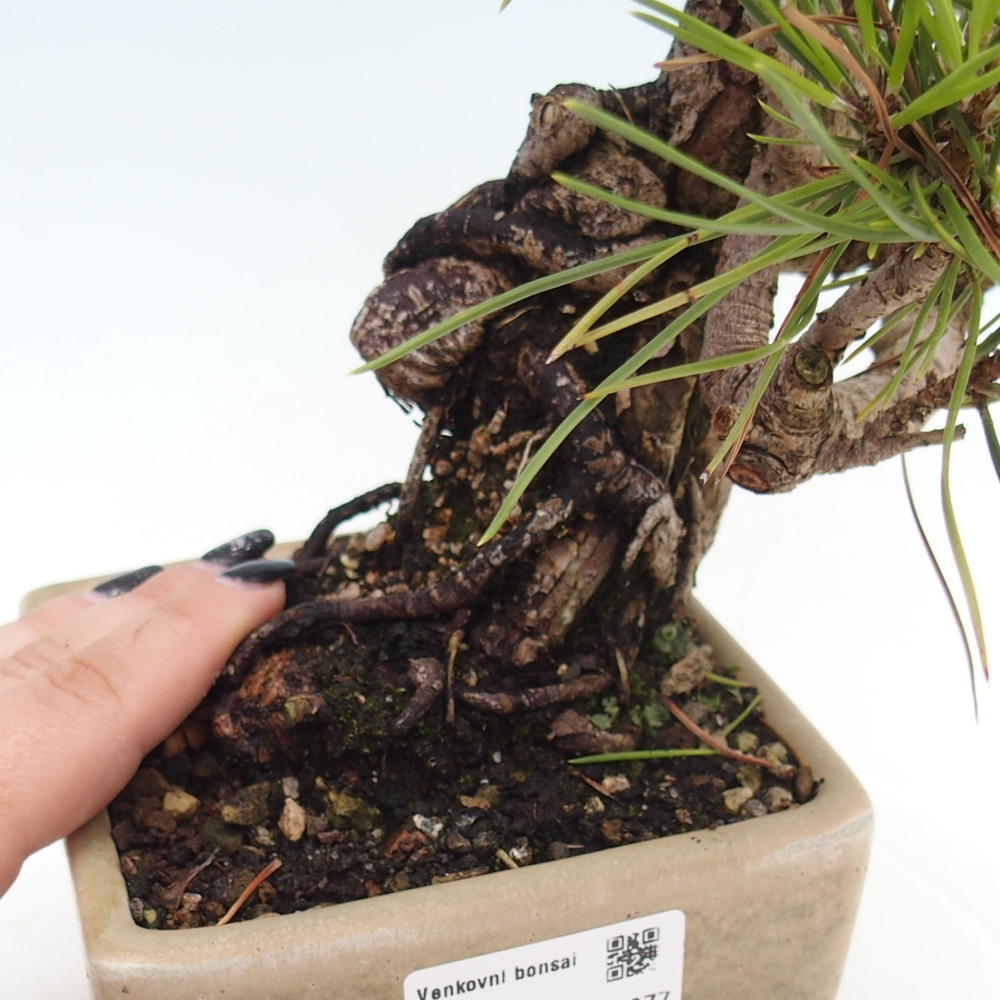 Outdoor bonsai - Pinus thunbergii - Thunbergia pine