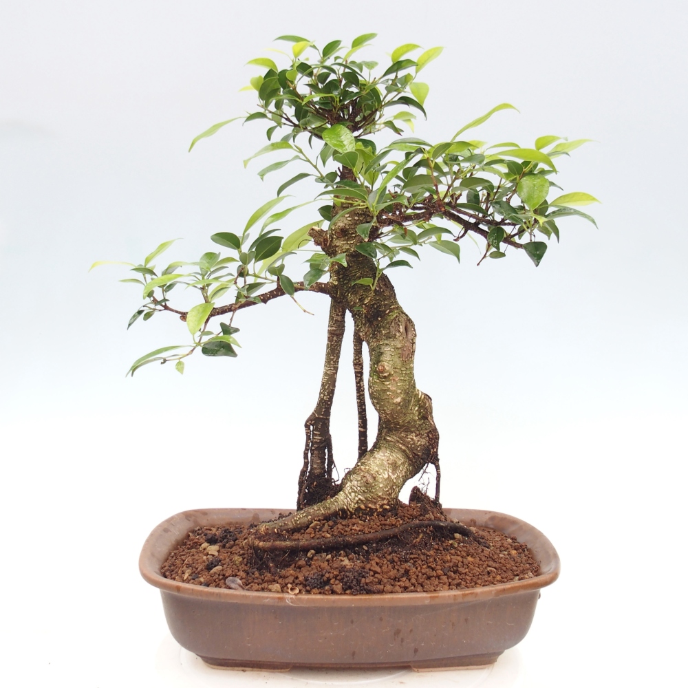 Room bonsai - Ficus kimmen - small-leaved ficus