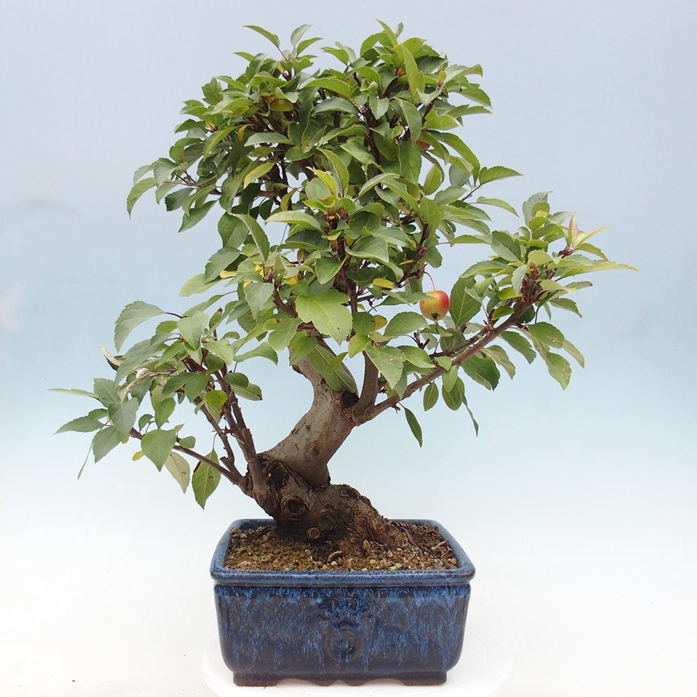 Outdoor bonsai - Malus halliana - Small-fruited apple tree