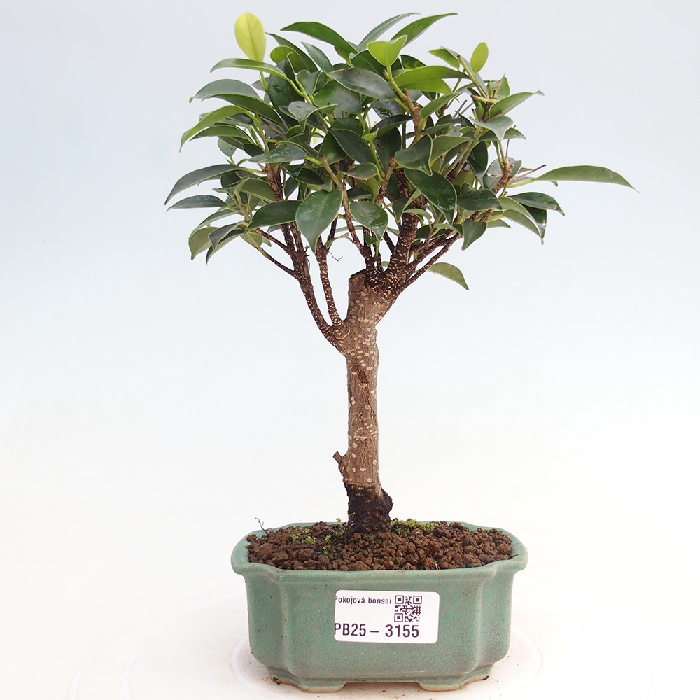 Room bonsai Ficus retusa kimmen