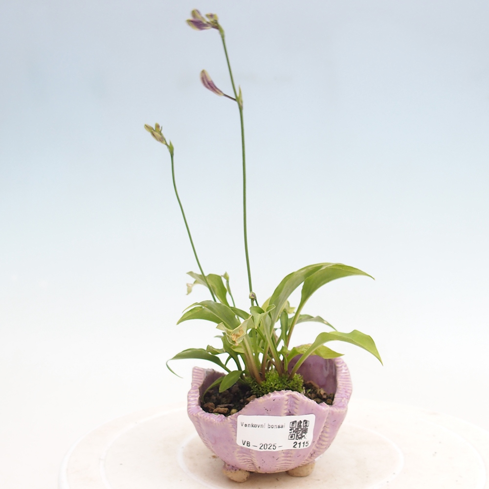 Outdoor bonsai - Mini Hosta - Goddess