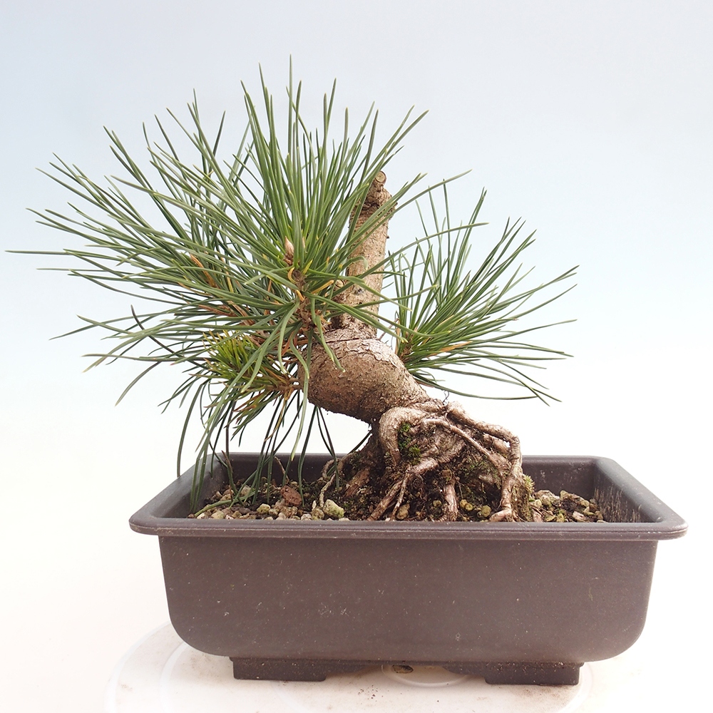 Outdoor bonsai - Pinus thunbergii - Thunberg pine