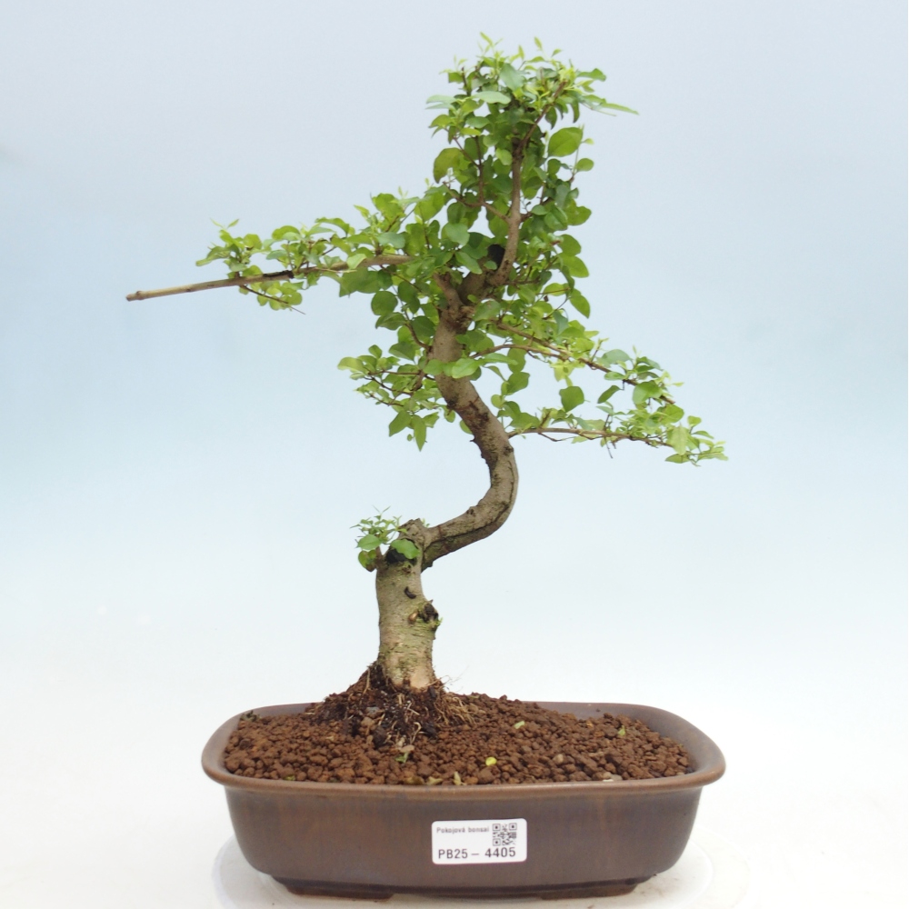 Room bonsai -Ligustrum chinensis - Birds Beak