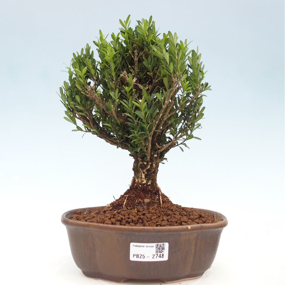 Indoor bonsai - Buxus harlandii - Cork boxwood