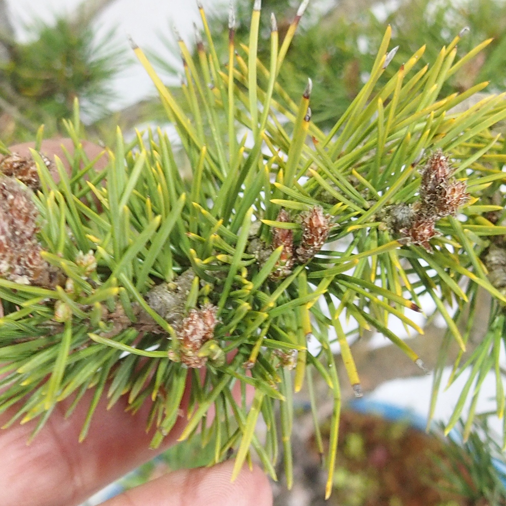 Yamadori - Pinus sylvestris 