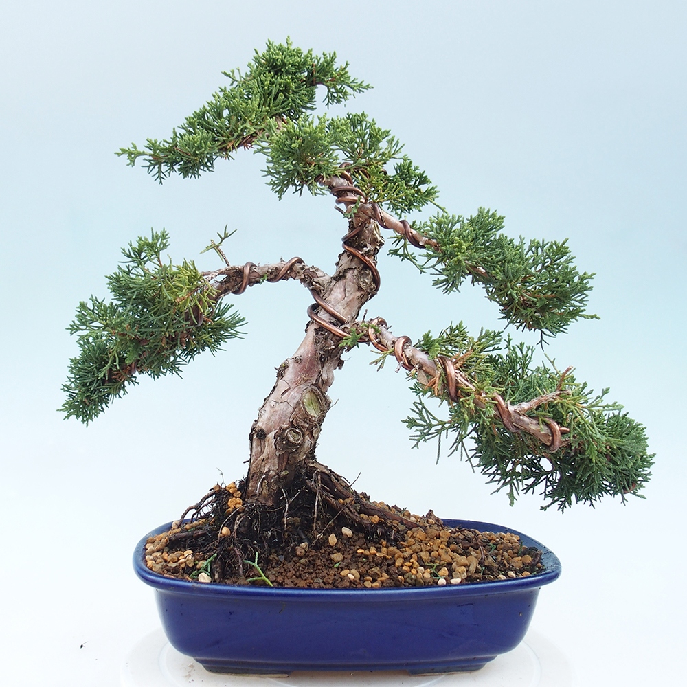 Outdoor bonsai - Juniperus chinensis Kishu - Chinese juniper