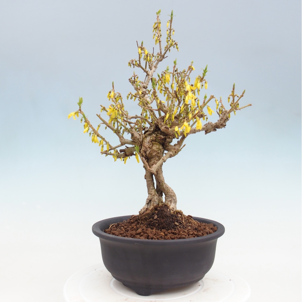Outdoor bonsai - Zlatice - Forsythia koreana