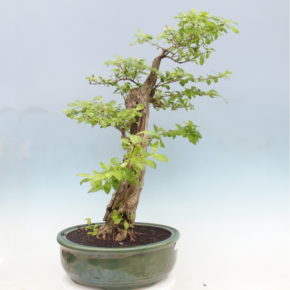 Room bonsai - Duranta erecta Aurea - PERSONAL COLLECTION ONLY or pallet transport