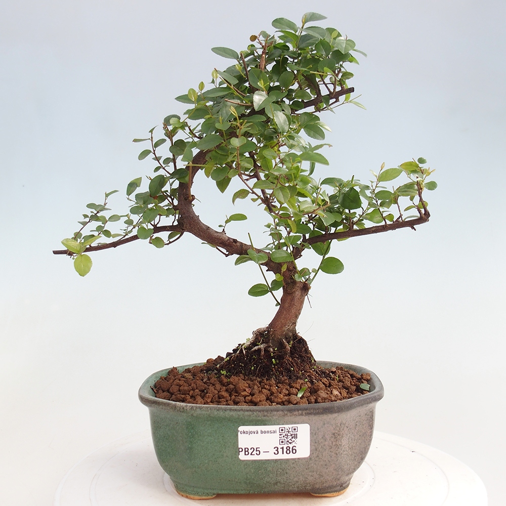 Indoor bonsai - Sagerécie thea - Sagerécie thea