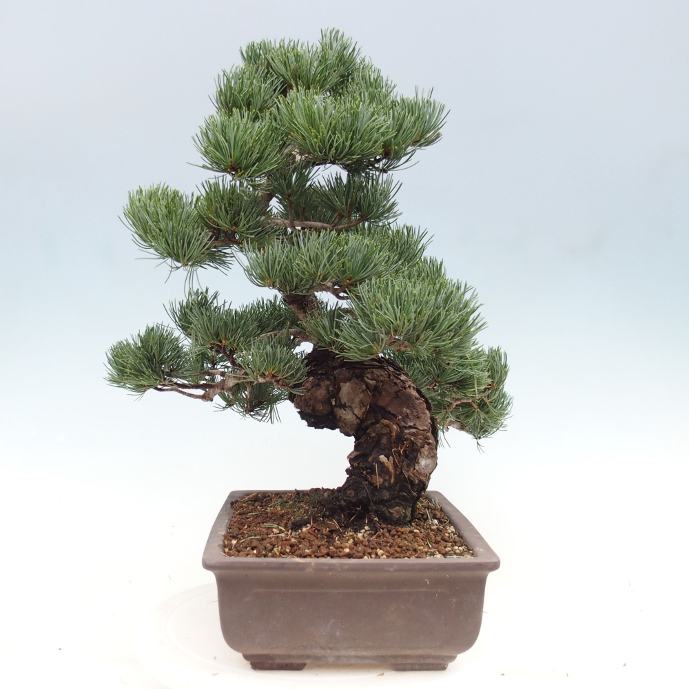 Outdoor bonsai - Pinus parviflora - Small pine tree