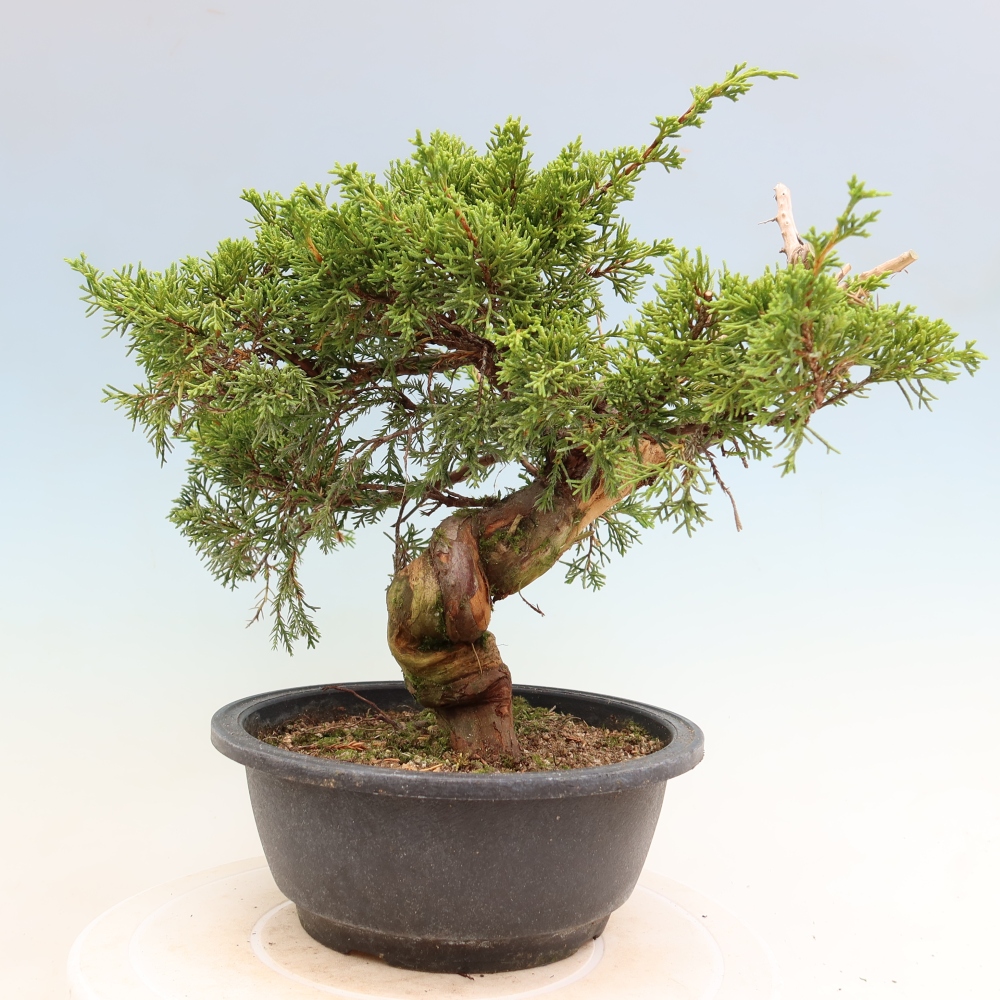 Outdoor Bonsai - Juniperus chinensis Itoigawa - Chinese Juniper
