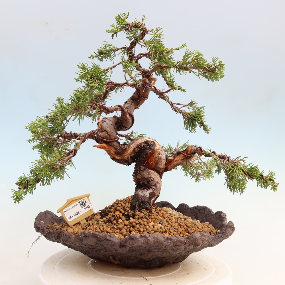 Outdoor Bonsai - Juniperus chinensis Itoigawa - Chinese Juniper
