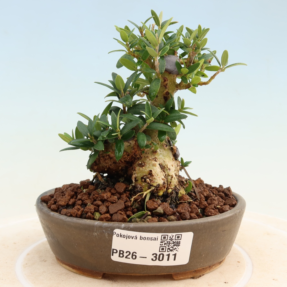 Indoor bonsai - Olea europaea sylvestris