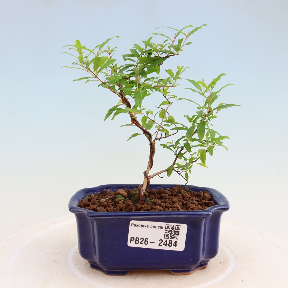 Room bonsai-PUNICA granatum nana-Granate apple
