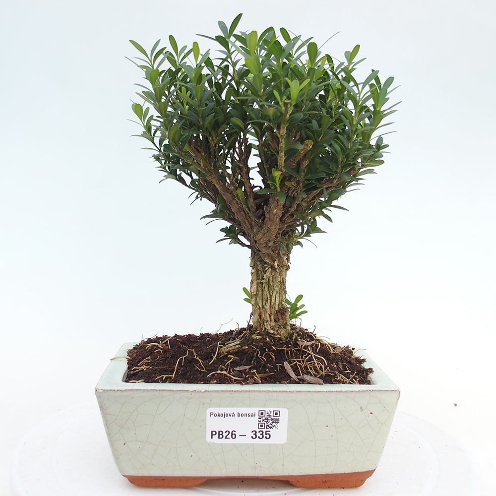 Room bonsai - Buxus harlandii - cork buxus