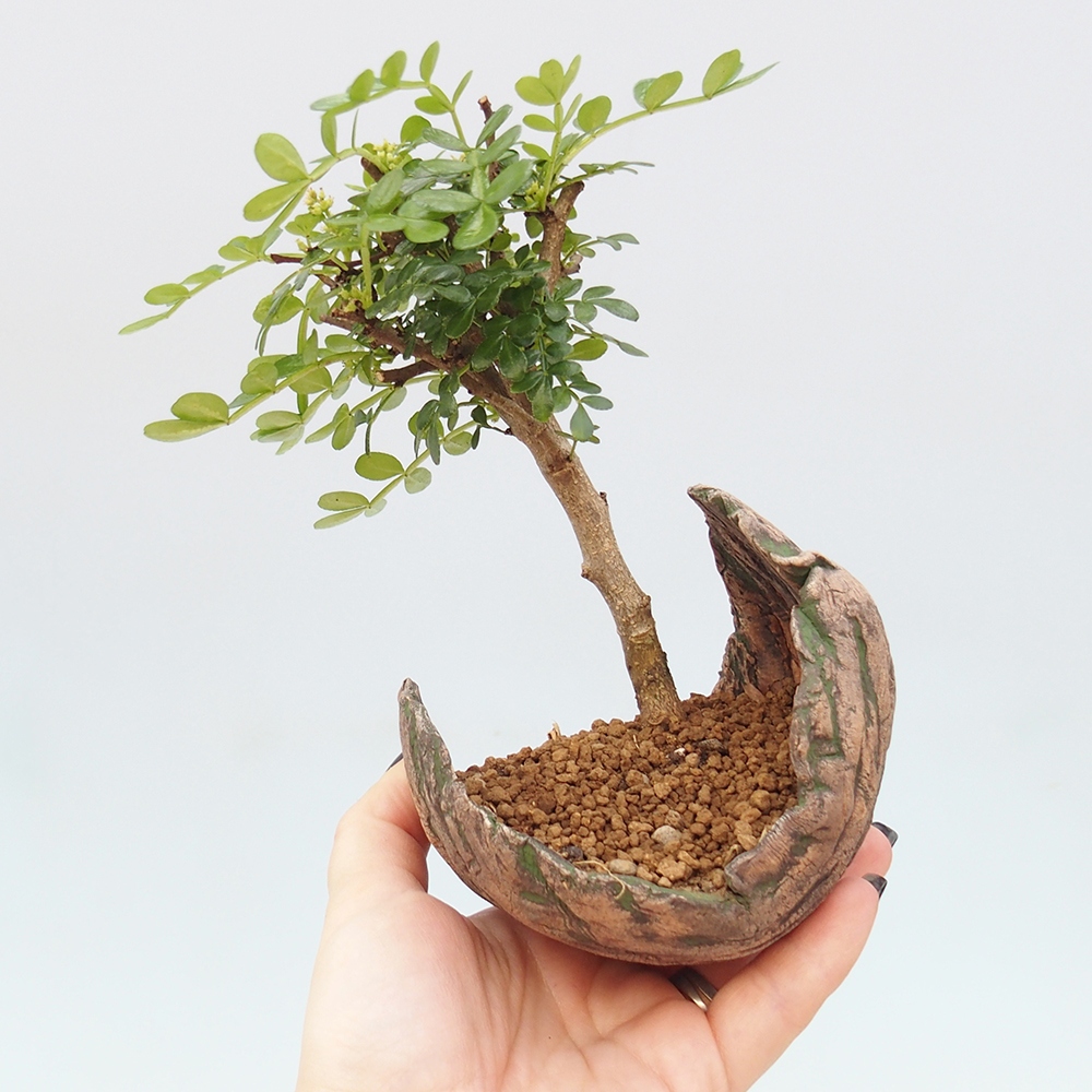 Room bonsai - Zantoxylum piperitum - pepper tree