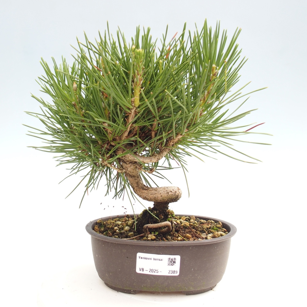 Outdoor bonsai - Pinus thunbergii - Thunbergia pine