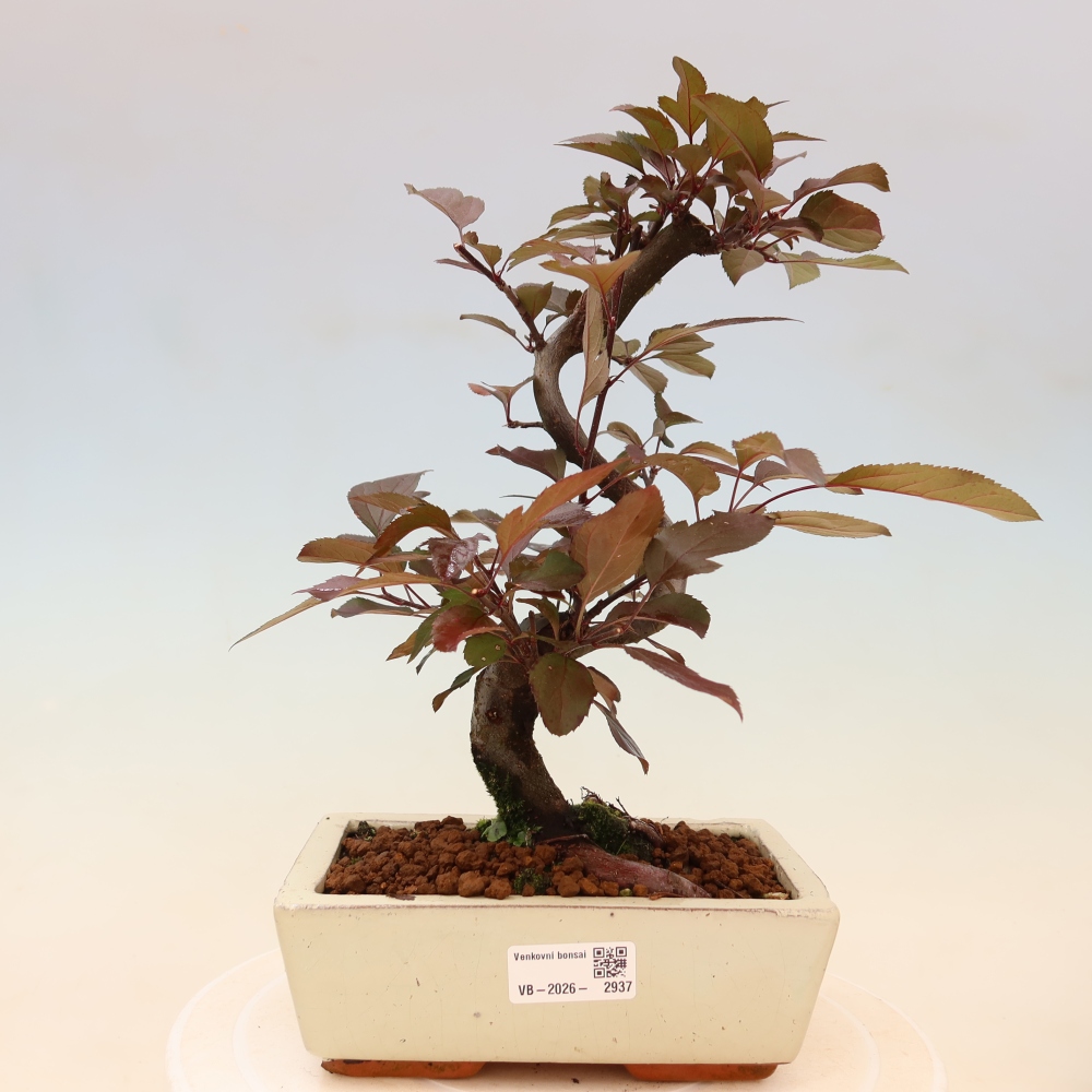 Outdoor bonsai -Malus domestica - Small-fruited red-leaved apple tree