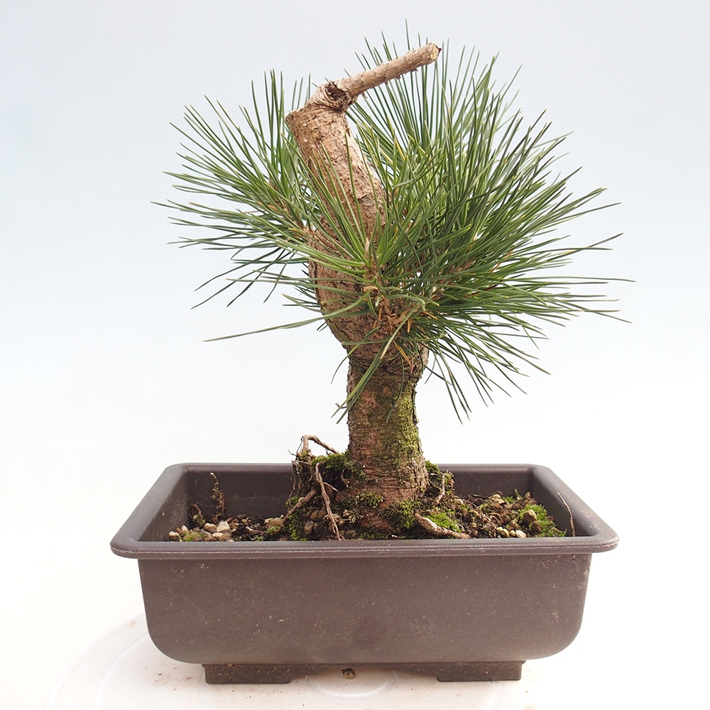 Outdoor bonsai - Pinus thunbergii - Thunberg pine