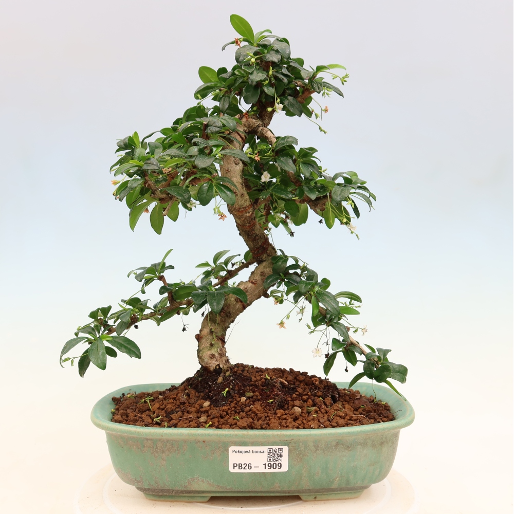 Room bonsai - Carmona macrophylla - Tea fuki
