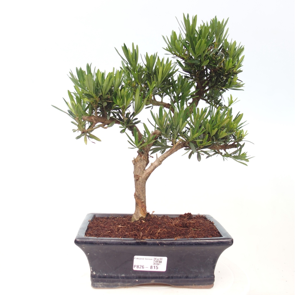 Room bonsai - Podocarpus - Stone Yew