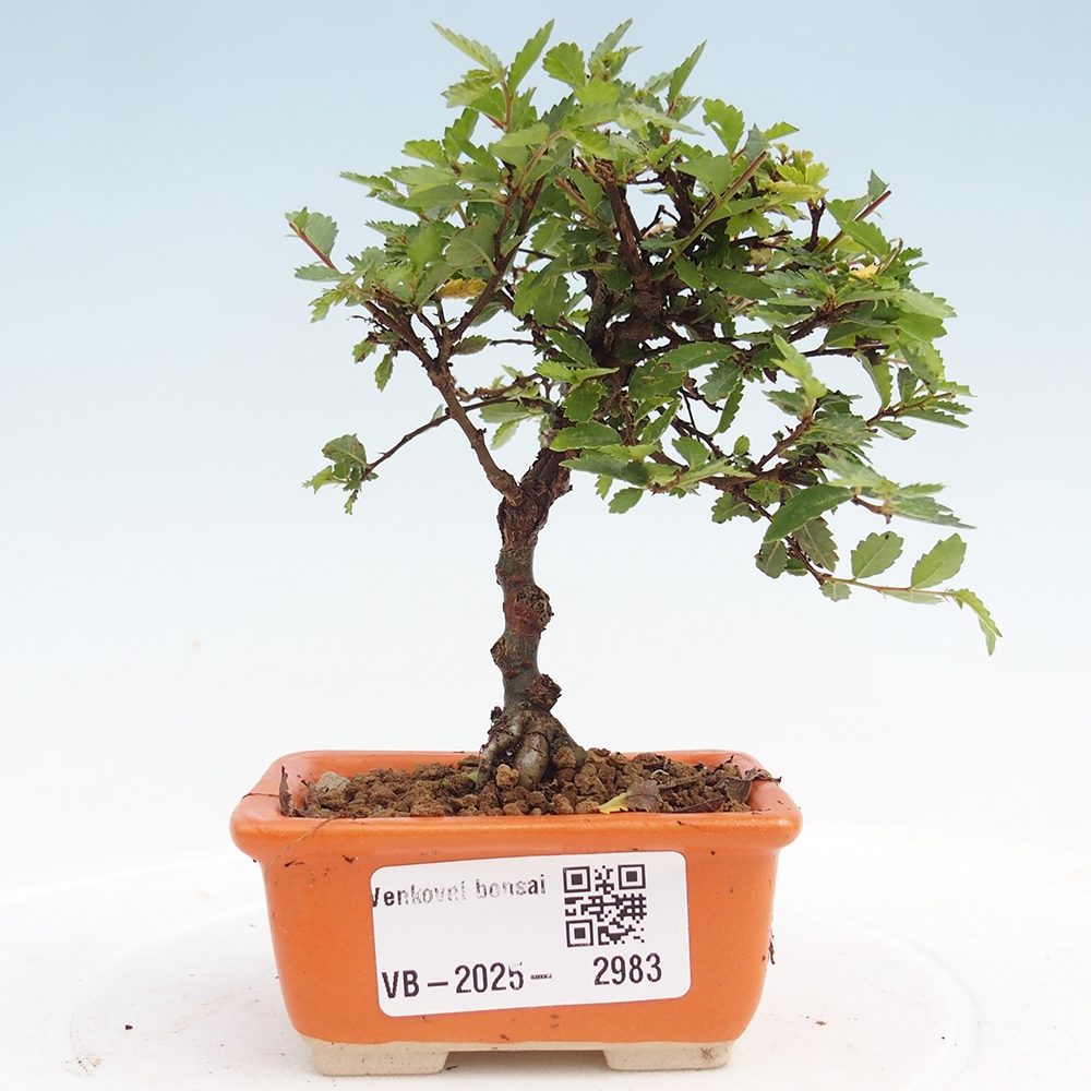 Outdoor bonsai - Ulmus parvifolia Sagei - Small-leaved elm