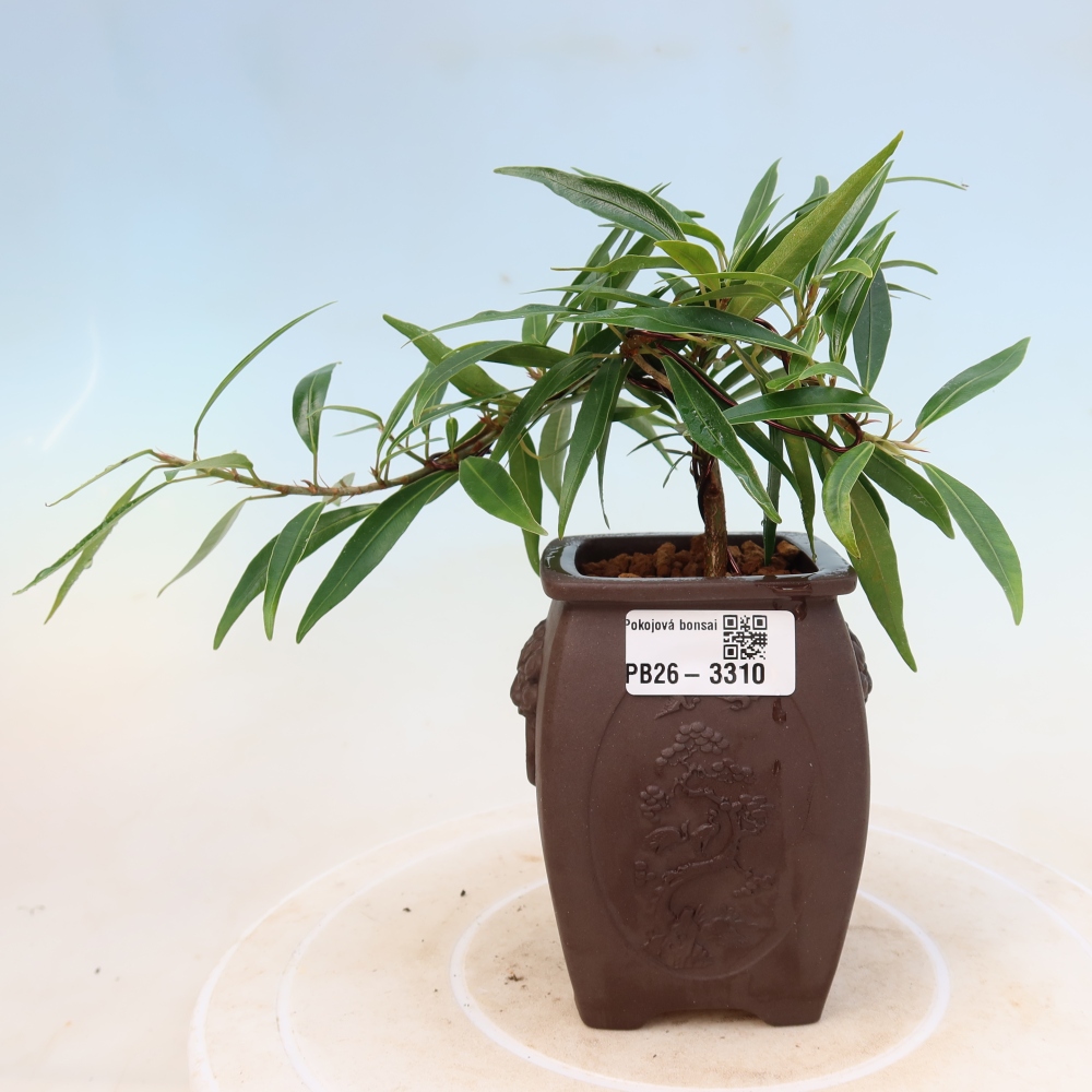Room bonsai - Ficus nerifolia - small-leaved ficus